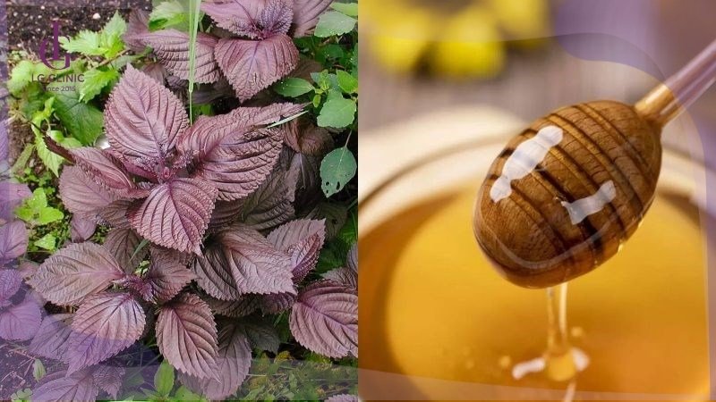 cách tắm trắng da bằng lá tía tô và mật ong