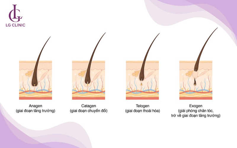 Chu kỳ phát triển của lông