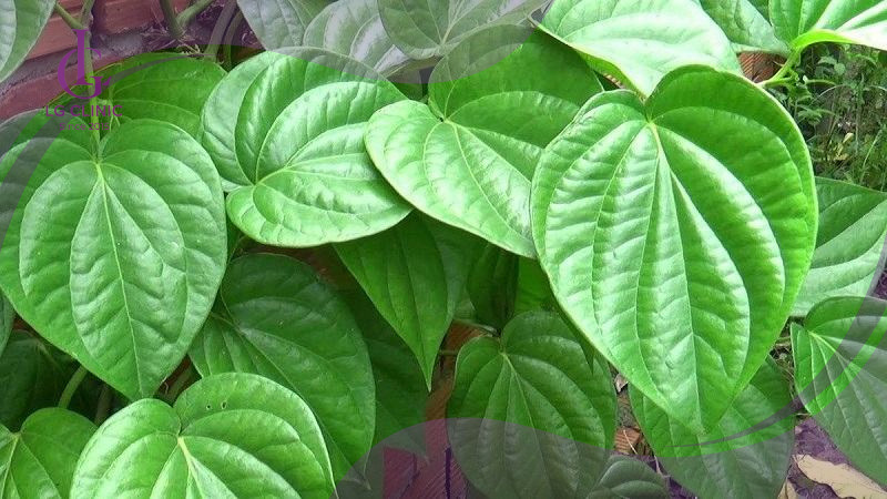 nguyên liệu xông mặt trắng da