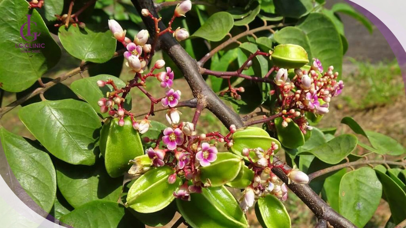 Lá khế là một trong những nguyên liệu giúp loại bỏ lông an toàn