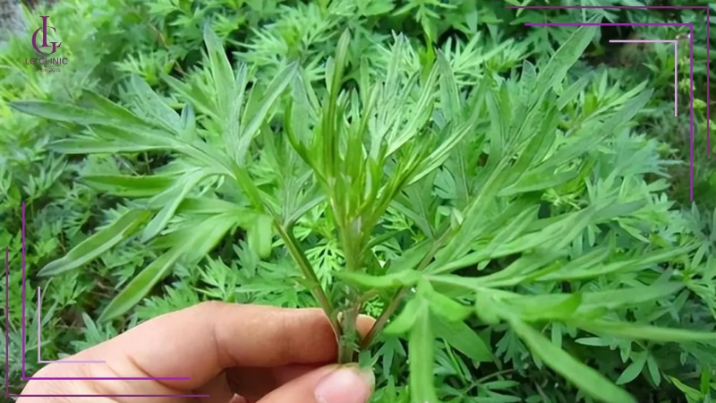 Lá ngải cứu
