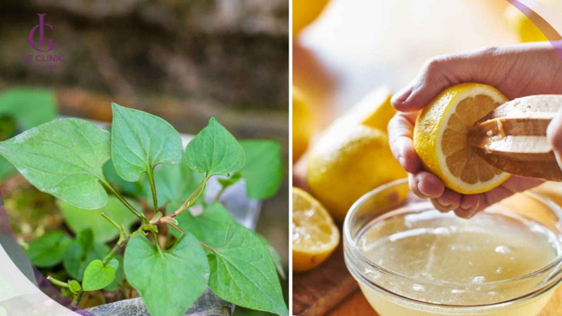 cách làm trắng da bằng rau diếp cá và chanh