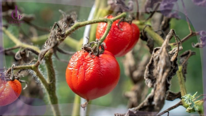 tránh chọn cà chua héo để không gây kích ứng
