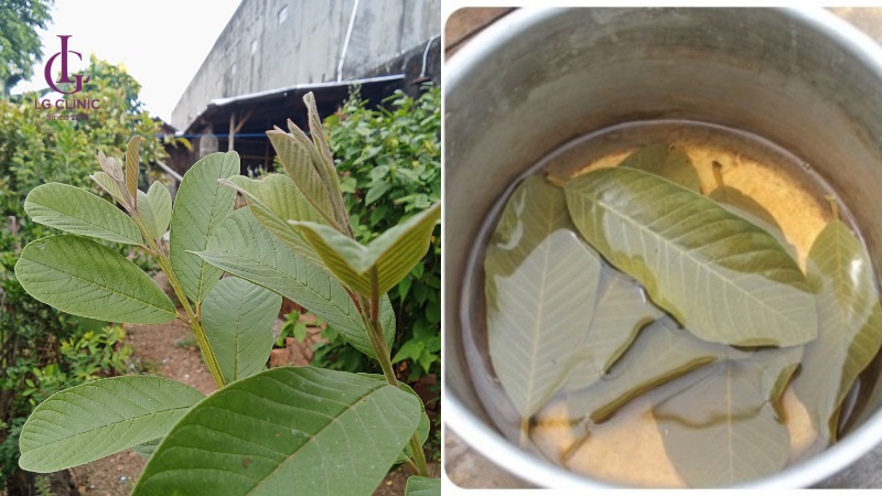 lá ổi